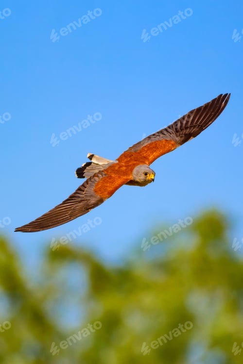 Preview: Flying Falcon With Hunt. Blue Sky Background. Bird: Lesser Kestrel. Falco Naumanni.