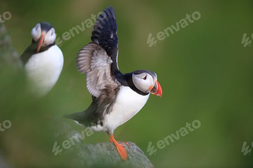 Preview: Atlantic Puffin Or Common Puffin, Fratercula Arctica, Norway