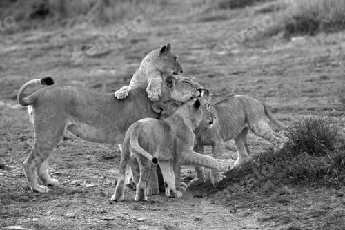 Preview: Lioness And Cubs, Masai Mara