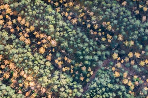 Preview: Aerial View Over The Colorful Trees In Autumn