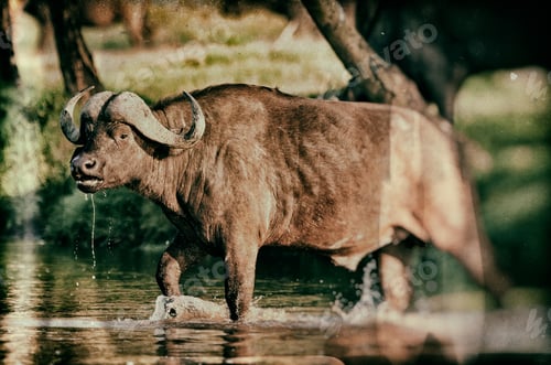 Preview: Vintage Style Image Of An African Buffalo Crossing A River In The Lake Nakuru National Park - Kenya