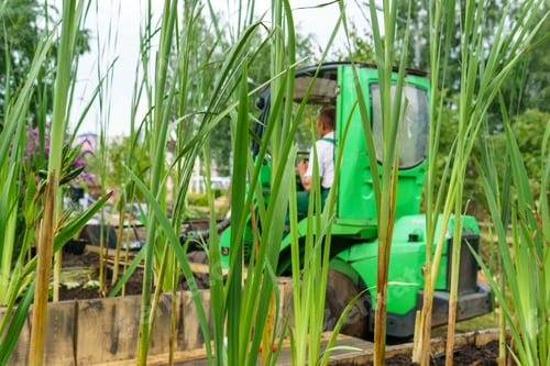 Preview: A Worker On A Minitractor, Performing Landscape Works, Is Visible Through The Stalks Of Reeds In