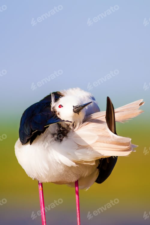 Preview: Cute Long Legged Bird. Colorful Nature Background. Asia, Europe, Africa, America Common Water Bird.