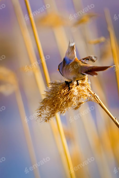 Preview: Cute Bird And Dry Yellow Reeds. Yellow Nature Background Bearded Reedling