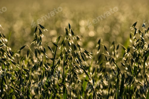 Preview: Field Of Oat In Countryside, Shallow Depth Of Field. Countryside Agriculture Scene In Summer