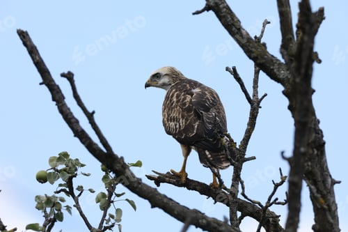 Preview: Young Buzzard Common Buzzard (Buteo Buteo)