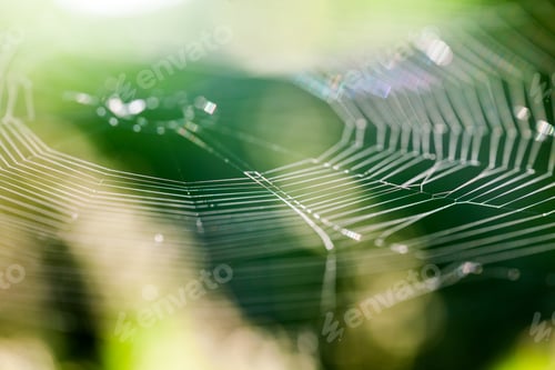 Preview: Abstract Composition With Spider Web Details And Natural Colors