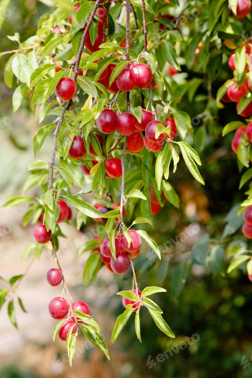 Preview: Ripe Red Plum Fruit Or Cherry Plum (Prunus Cerasifera) In The Garden. Branches With Fruits On A