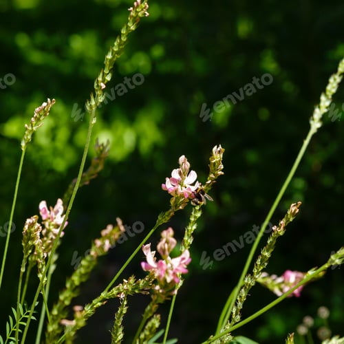 Preview: Hungarian Sainfoin (Onobrychis Arenaria) On A Sunny Day In Garden. A Bee Collects Nectar On