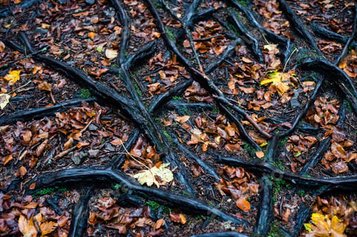 Preview: Tree Roots Above Ground With Branches And Leaves In Autumn Colors In Mountains