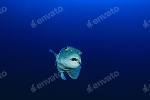 Preview: Giant Puffer Fish