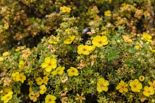 Preview: Yellow Flowering Potentilla Shrub In Autumn Garden