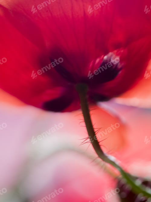 Preview: Abstract Composition With Blurred Poppy Petals
