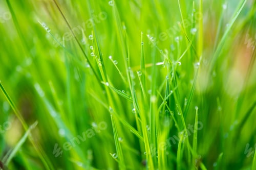 Preview: Young Spring Flowers And Leaves On Green Background In Wet Forest