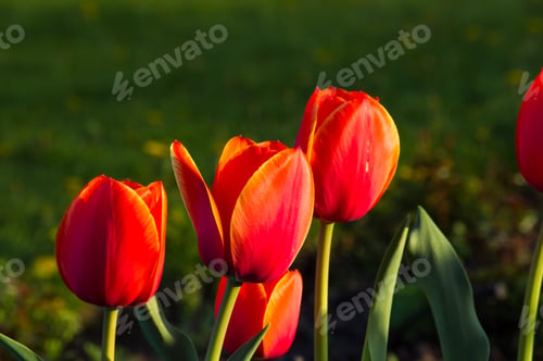 Preview: Colorful Tulips In Early Spring In The Garden