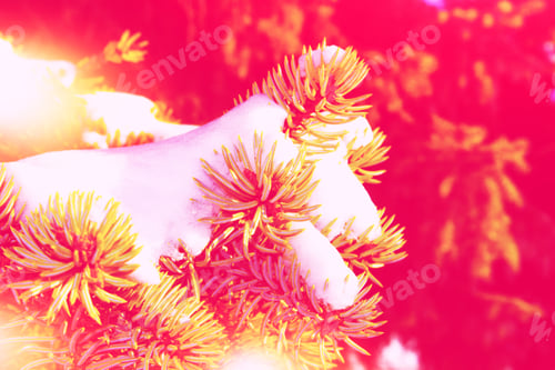 Preview: Frozen Winter Forest With Snow Covered Trees. Outdoor