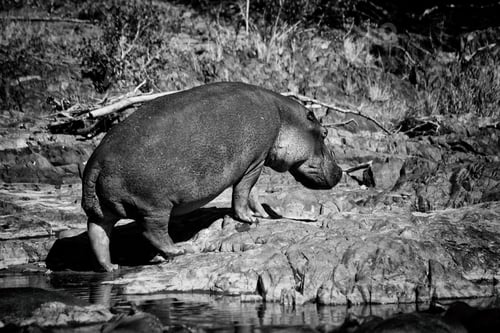 Preview: Hippopotamus In The Serengeti Wildlife Conservation Area