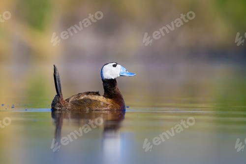 Preview: Cute Duck. Colorful Nature Background. Bird: White Headed Duck. Oxyura Leucocephala.