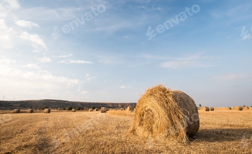 Preview: Agriculture Field Of Round Bales Of Hay After Harvesting.