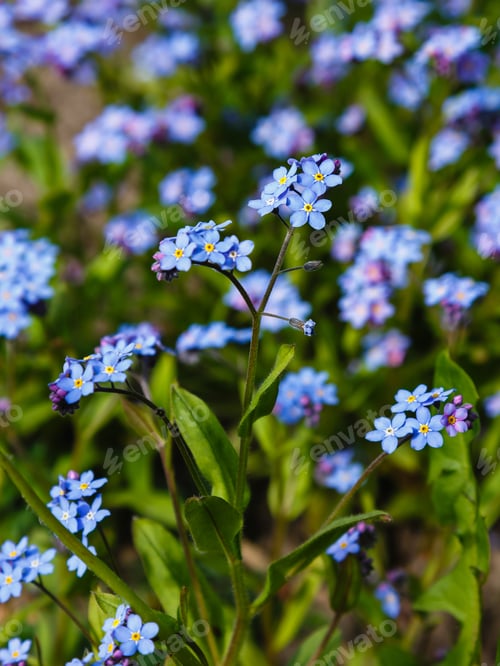 Preview: Blue Flowers Of Forget-Me-Not. Summer Background.
