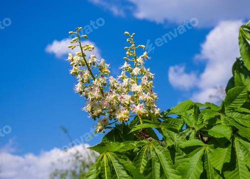Preview: Flowering Branches Of Chestnut (Castanea Sativa) Tree, And Bright Blue Sky