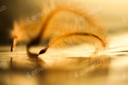 Preview: Abstract Composition With Dried Clematis Seeds And Light