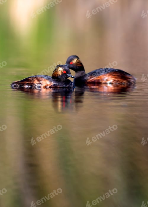 Preview: Lake And Birds. Family Birds. Colorful Water Nature Background. Birds: Black Necked Grebe. Podiceps