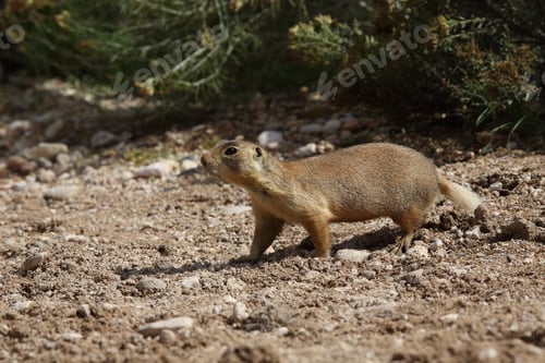 Preview: Utah Prairie Dog - Bryce Canyon National Park