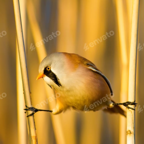 Preview: Bearded Funny Bird. Yellow Reeds Background.