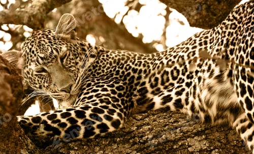 Preview: Vintage Style Image Of A Wild Leopard Lying In Wait Atop A Tree In Masai Mara, Kenya, Africa