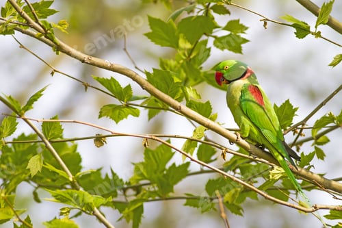 Preview: Green Red Parakeet. Natural Background. Alexandrine Parakeet. Psittacula Eupatria.