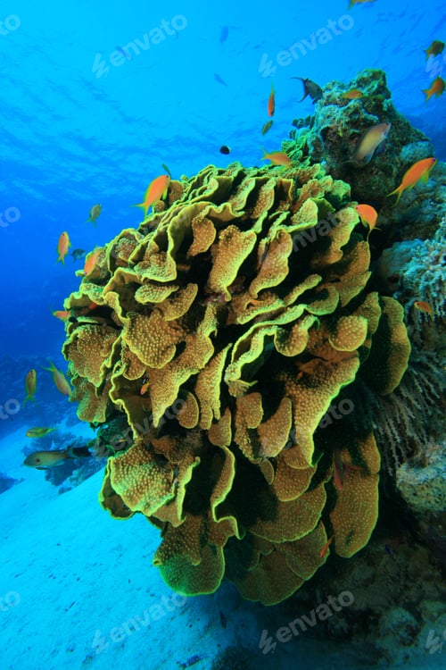 Preview: Leafy Cup Coral (Turbinaria Reniformis)