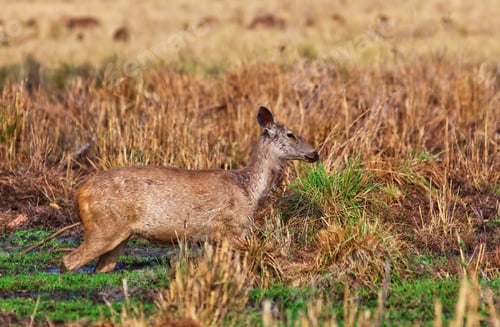 Preview: Female Sambar Deer (Rusa Unicolor, Also Called Philippine Or Rusa Deer), Bandhavgarh National Park
