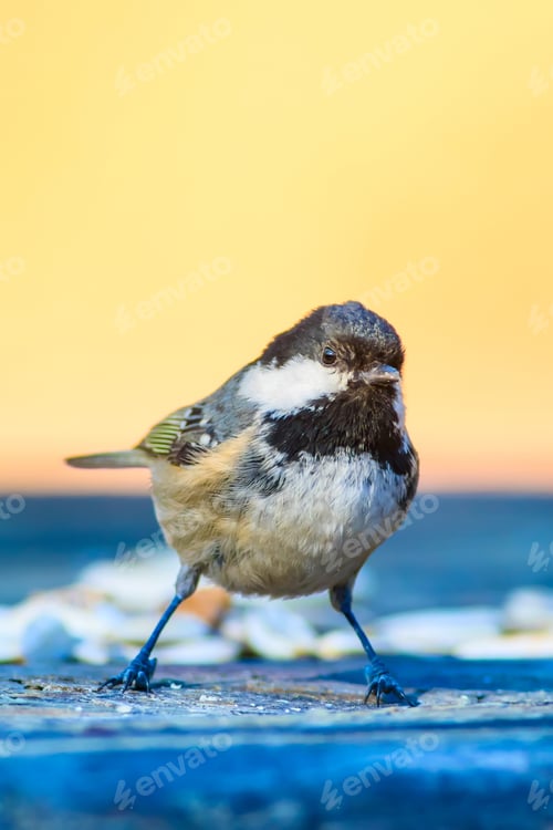 Preview: Cute Little Bird. Clean Background. Yellow Blue Nature Background.
