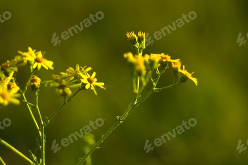 Preview: Wild Plants And Flowers Close-Up, Early Spring On A Warm Sunny Day, Bright Beautiful Background.