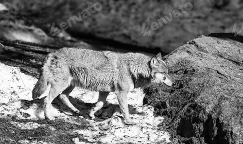 Preview: Wolf In The Bavarian Forest National Park, Bavaria, Germany