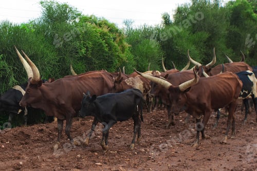 Preview: Ankole Longhorn Cattle In Rural Uganda, Africa