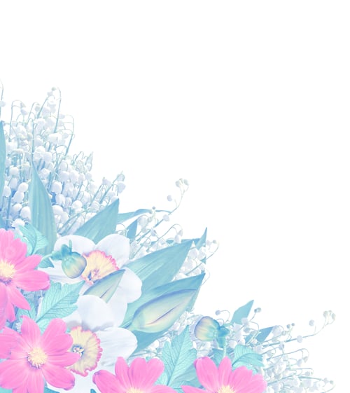 Preview: Spring Flowers Narcissus Isolated On White Background