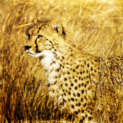 Preview: Cheetah (Acinonyx Jubatus Soemmeringii) In The Okavango Delta, Botswana