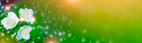 Preview: White Jasmine. The Branch Delicate Spring Flowers