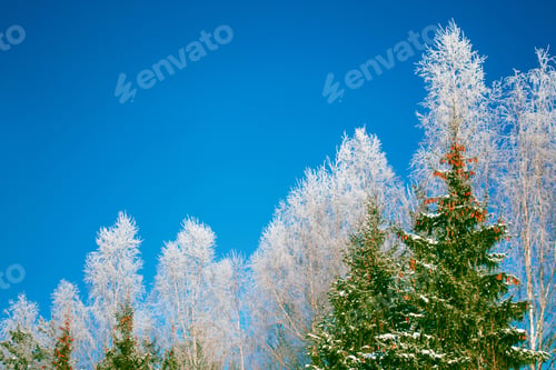 Preview: Frozen Winter Forest With Snow Covered Trees. Outdoor
