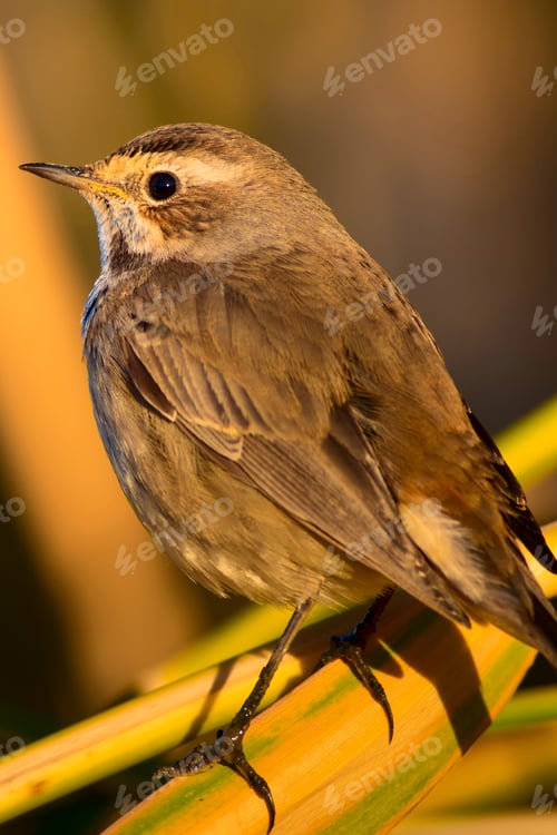 Preview: Cute Bird. Colorful Natural Background. Bird: Common Bird Bluethroat. Luscinia Svecica.