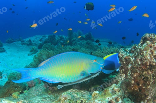 Preview: Steephead Parrotfih Remora Fish Coral Reef Underwater Sea Ocean