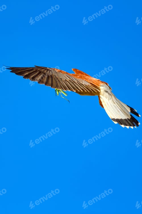 Preview: Flying Falcon With Hunt. Blue Sky Background. Bird: Lesser Kestrel. Falco Naumanni.