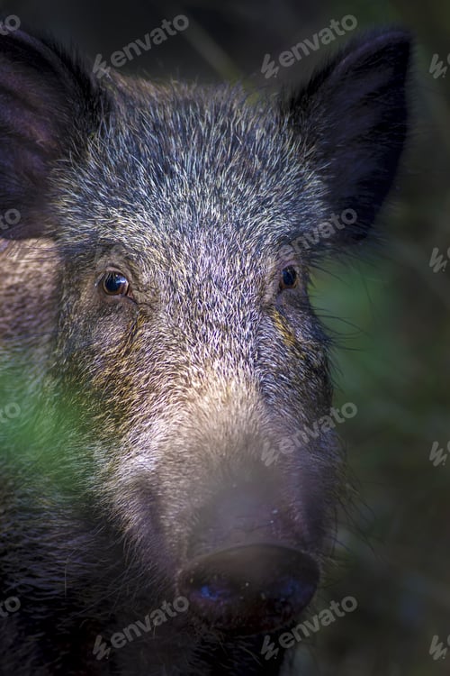 Preview: Portrait Of Wild Boar. Nature Background. Animal. Boar. Sus Scrofa.