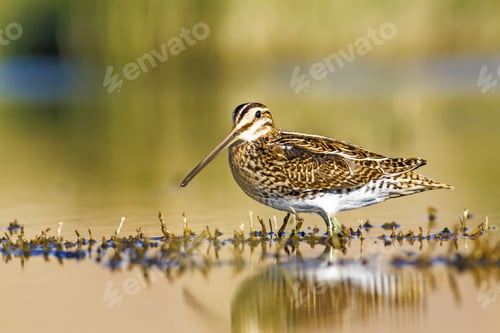 Preview: Nature And Bird. Water And Green Nature Habitat Background. Bird: Common Snipe. Gallinago Gallinago.