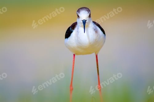 Preview: Water And Bird. Cute Waterfowl. Natural Background. Black Winged Stilt