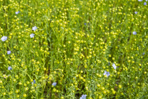 Preview: Beautiful Healthy Green Flax Plants With Blue Flowers In The Field