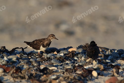 Preview: Ruddy Turnstone (Arenaria Interpres) Helgoland Germany