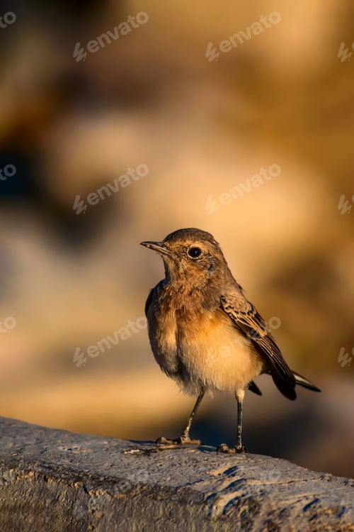 Preview: Cute Bird. Yellow Nature Background.